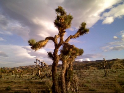 Joshua Tree